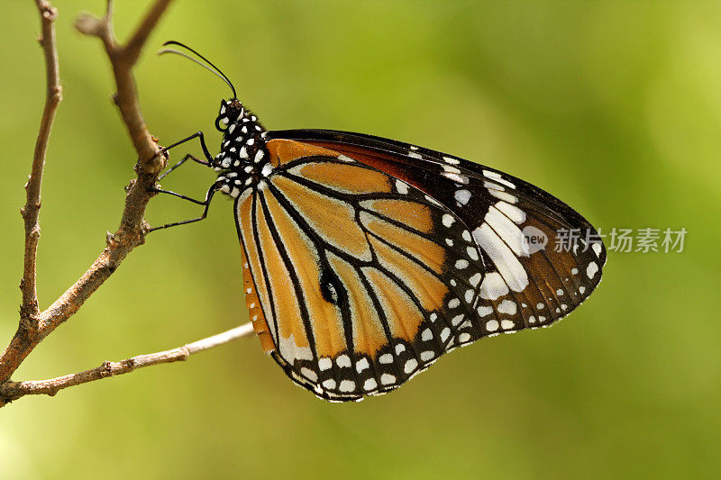 普通虎(Danaus genutia)